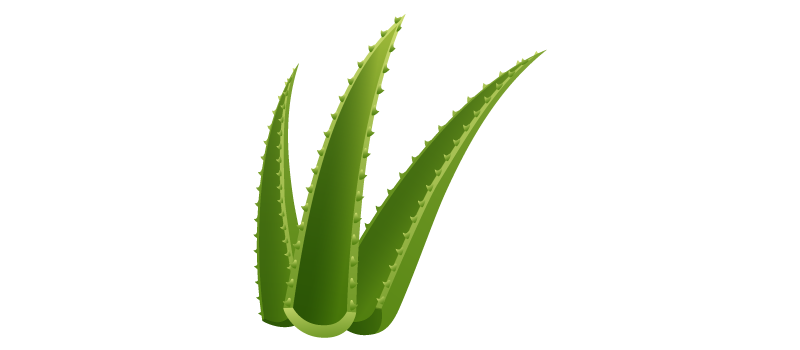 Aloe vera